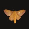 anisota